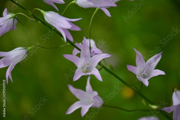 Fototapeta pink flowers