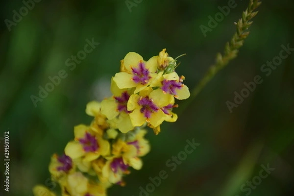Obraz yellow flowers