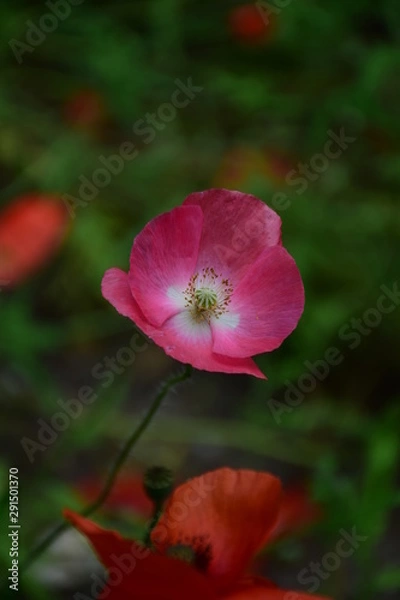 Fototapeta pink flower