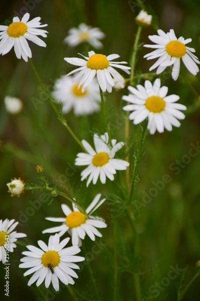 Obraz white daisy flowers