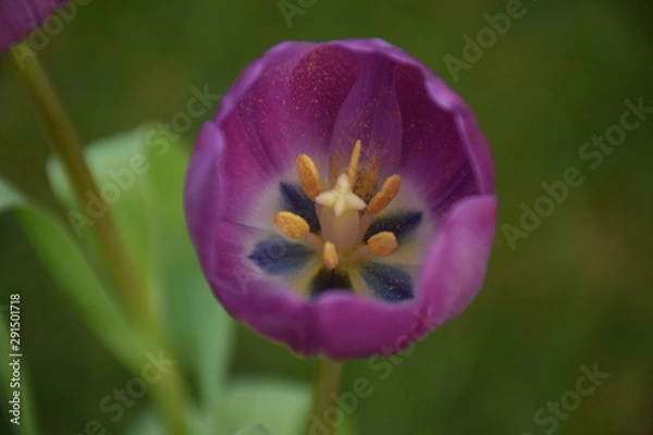 Obraz purple tulip