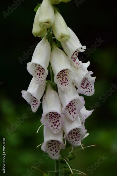 Fototapeta white flowers