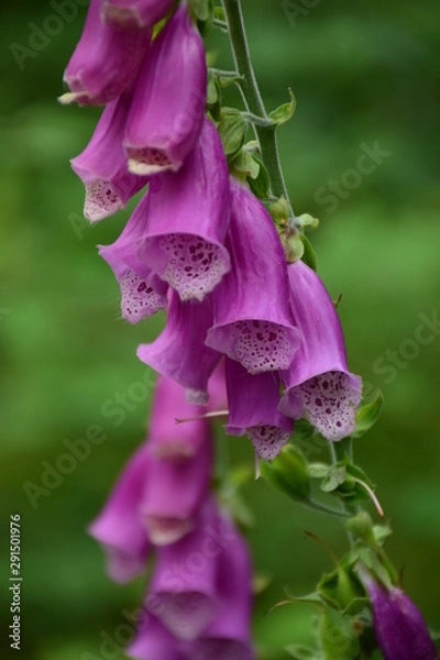 Fototapeta pink flowers