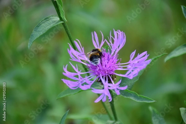 Obraz purple flower with bee