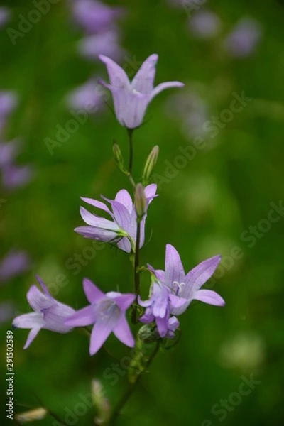Fototapeta purple flowers