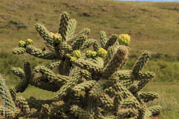 Obraz cactus in desert