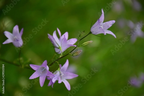 Obraz purple flowers
