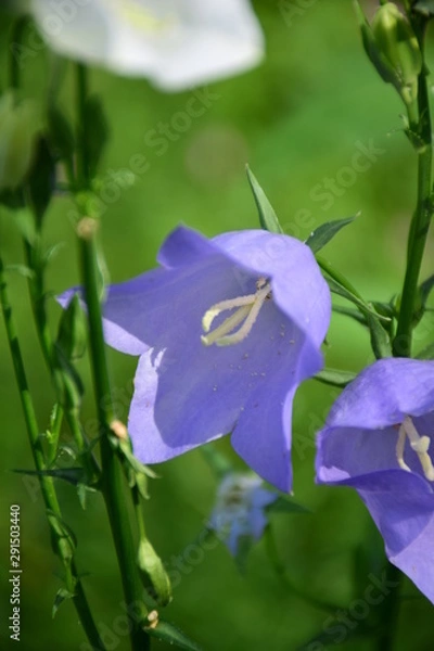 Obraz purple flowers