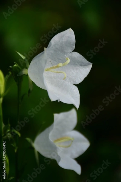 Fototapeta white flowers