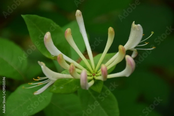 Fototapeta white flower