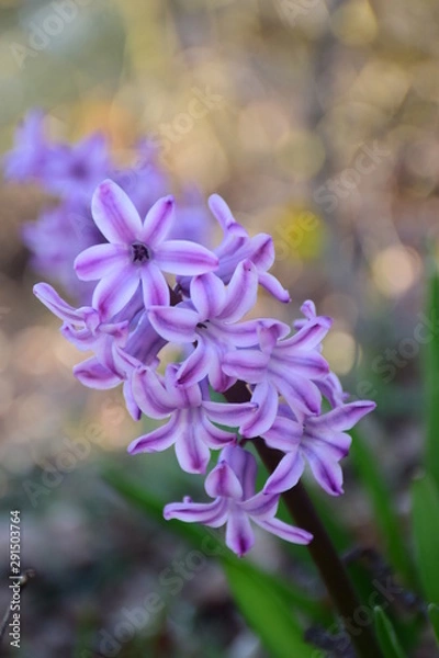 Obraz purple flowers