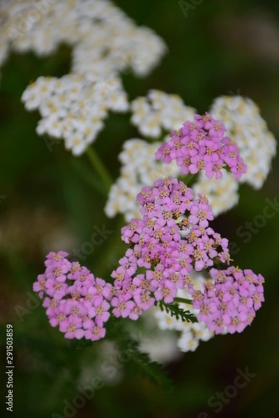 Obraz purple and white flowers
