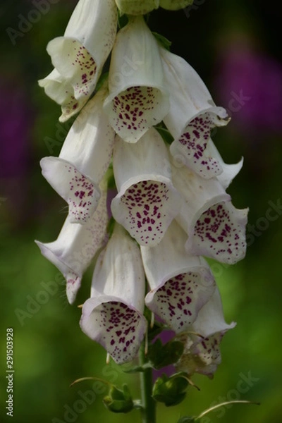Fototapeta wihte flowers