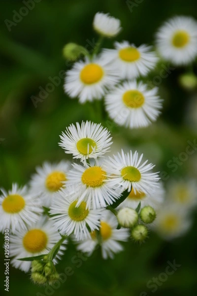 Obraz white daisy flowers
