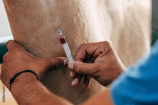 Fototapeta blood draw on a horse