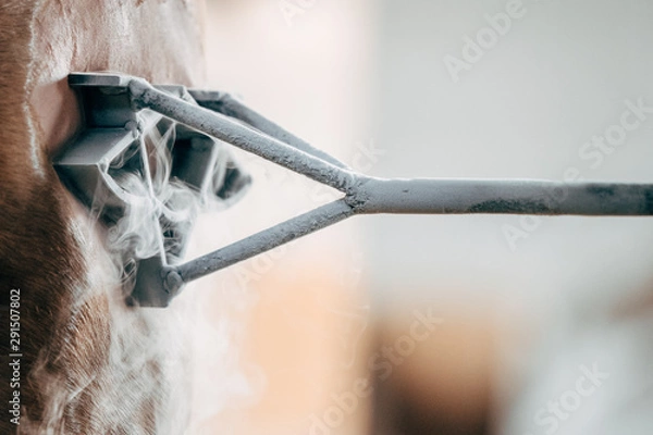 Fototapeta Livestock brand on horseback with cold liquid nitrogen technique