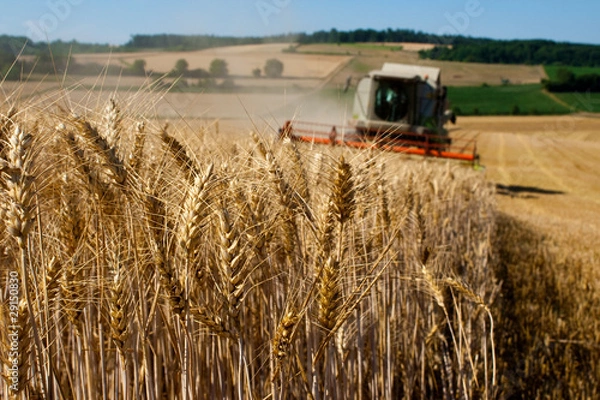Fototapeta Mähdrescher_2