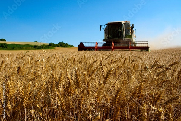 Fototapeta Mähdrescher_3
