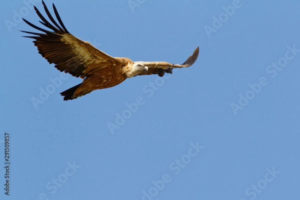 Fototapeta The griffon vulture on Cres island