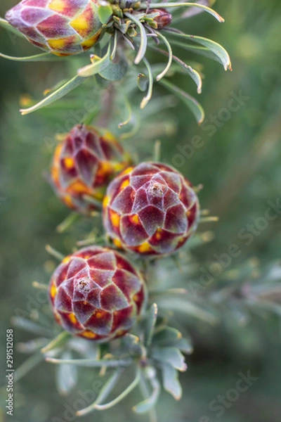 Obraz Protea Flower in Nature Kapsztad