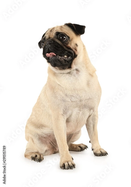 Fototapeta Funny purebred pug with tongue sticking