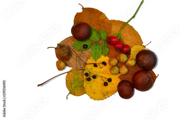 Obraz herbst laub nüsse schatten frei