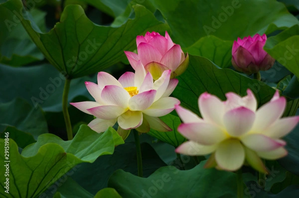 Fototapeta 蓮