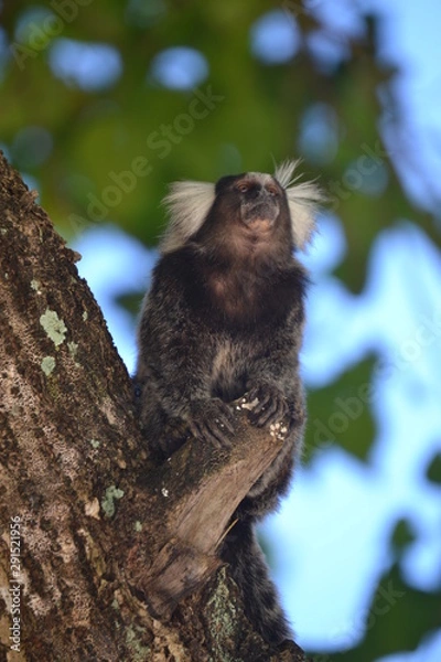 Obraz Marmoset on tree