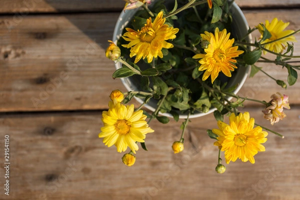 Obraz Yellow chrysanthemums on wooden background