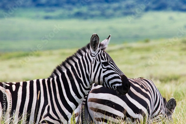 Obraz African Zebra