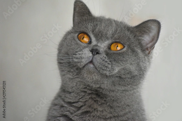 Obraz British Shorthair cat on gray background