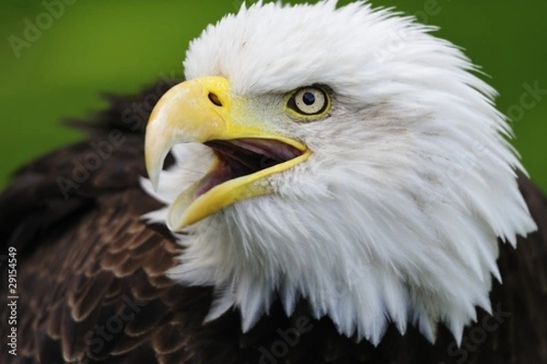 Obraz Bald Eagle portait