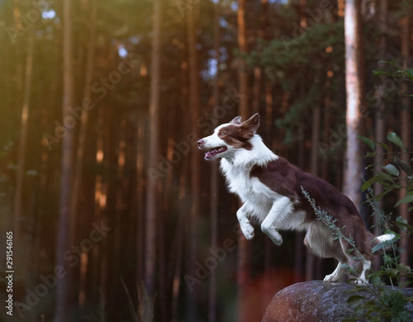 Fototapeta Gorgeous border collie getting ready for a jump from a stone in the sunset