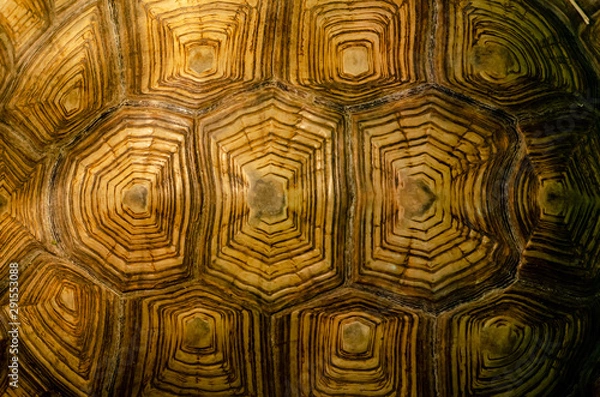 Obraz African spurred tortoise shell texture detail.