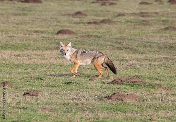 Obraz Jackal on african grounds