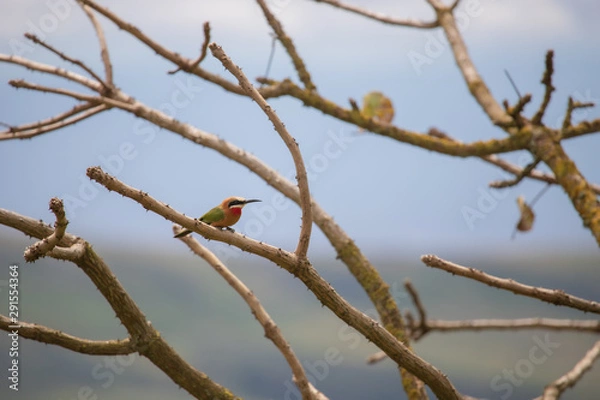 Obraz White-fronted bee-eater
