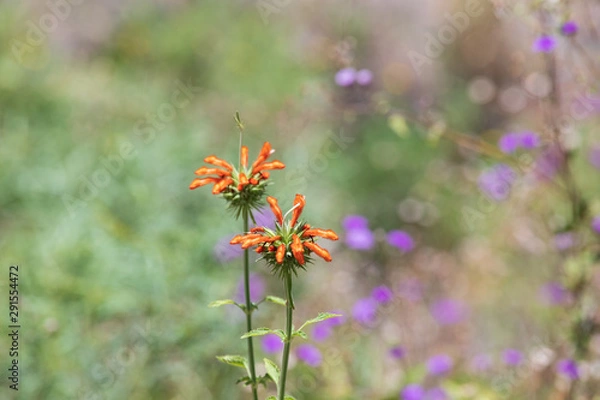 Obraz African flowers