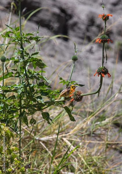 Obraz Baglafecht weaver