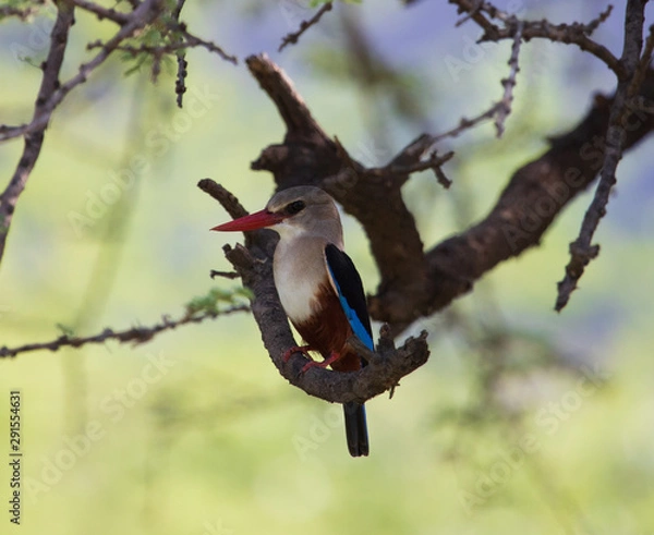 Obraz Brown Hooded Kingfisher