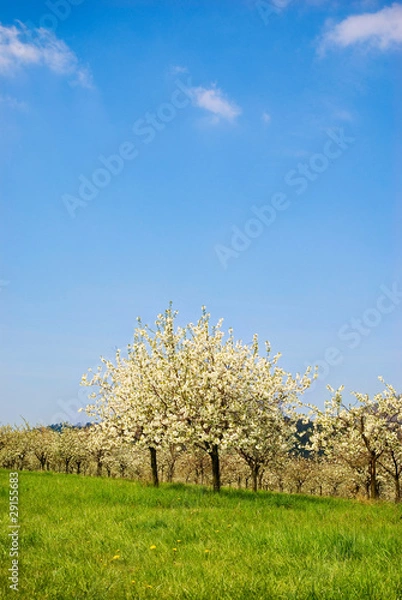 Fototapeta Blossoming cherry tree in spring orchard