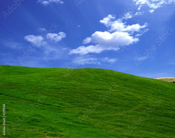 Fototapeta zielone pole latem