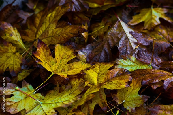 Fototapeta Brightly Orange and Gold Fallen Maple Leaf During Fall Season In The Pacific Northwest Makes For A Beautiful and Romantic Autumn Scenery
