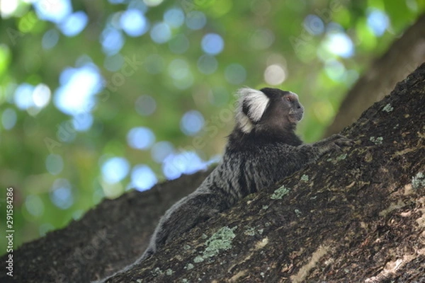Obraz Marmoset on tree