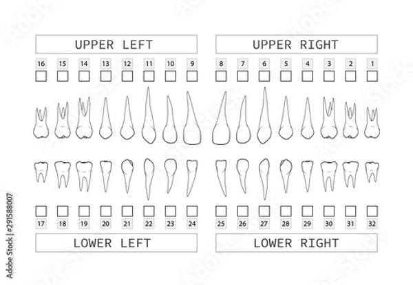 Obraz Teeth with roots numbering chart for adult teeth. Dentist numbering system. Vector.