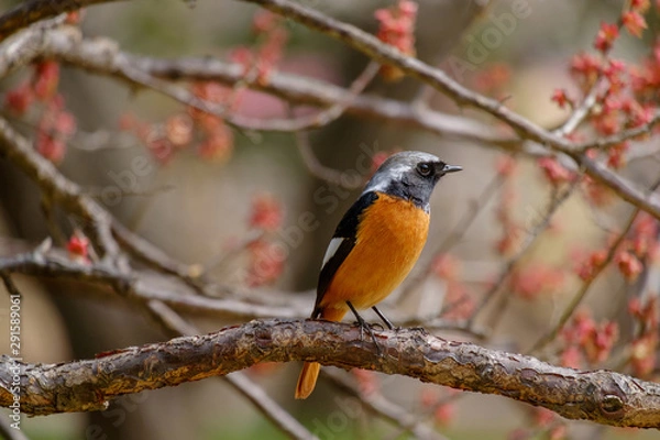 Obraz ジョウビタキ（尉鶲）のオス