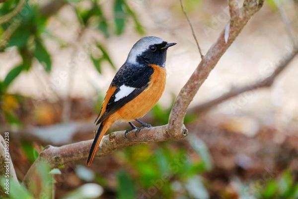 Obraz ジョウビタキ（尉鶲）のオス