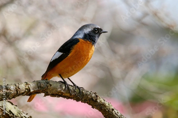 Obraz ジョウビタキ（尉鶲）のオス