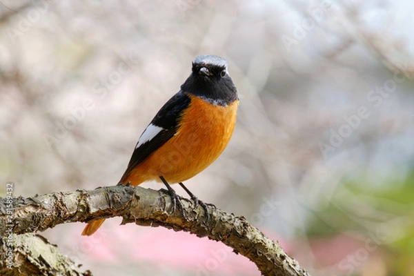 Obraz ジョウビタキ（尉鶲）のオス