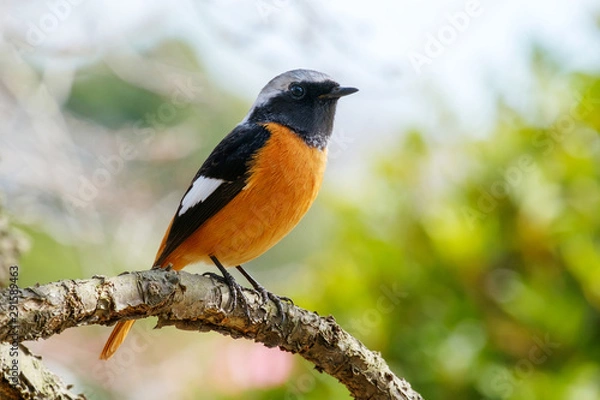 Obraz ジョウビタキ（尉鶲）のオス