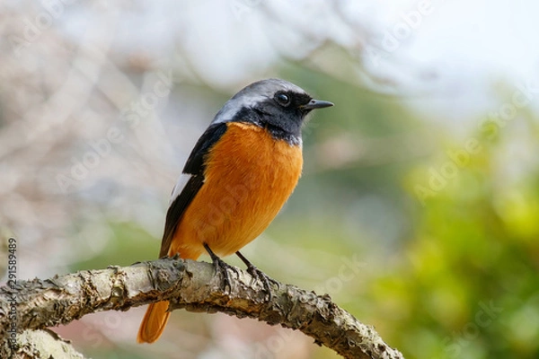 Obraz ジョウビタキ（尉鶲）のオス